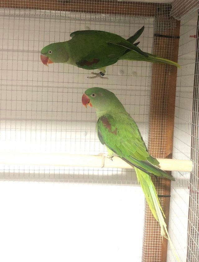 alexandrine parrot for sale