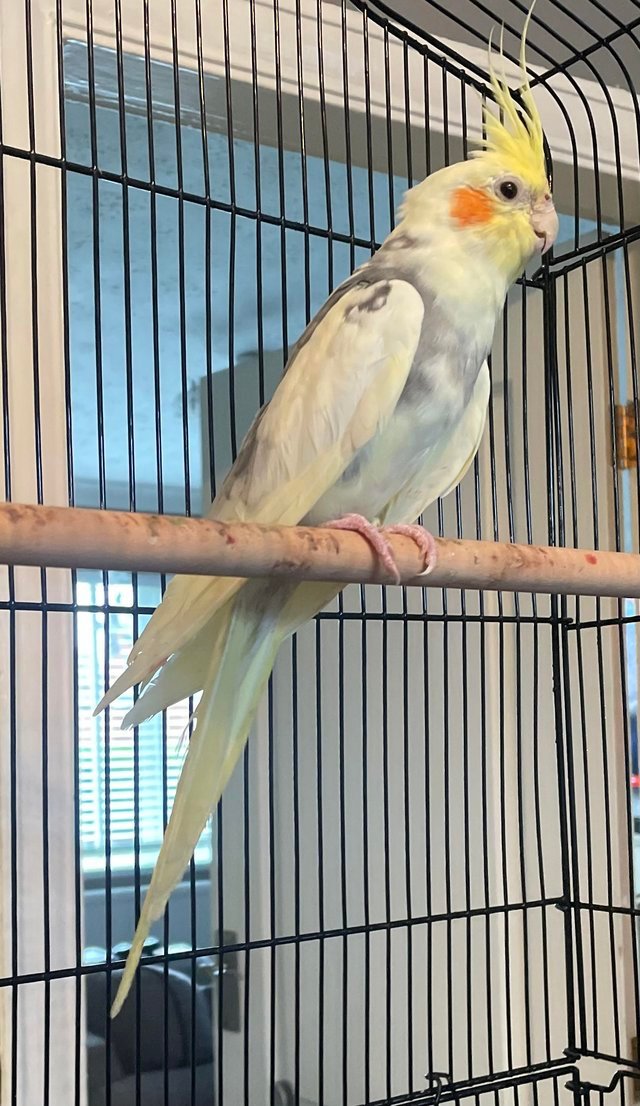 talking cockatiel for sale
