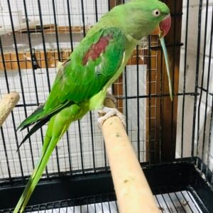 alexandrine parrot for sale