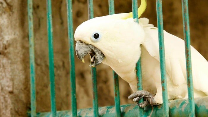parrot screaming