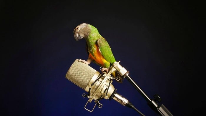 best talking parrot