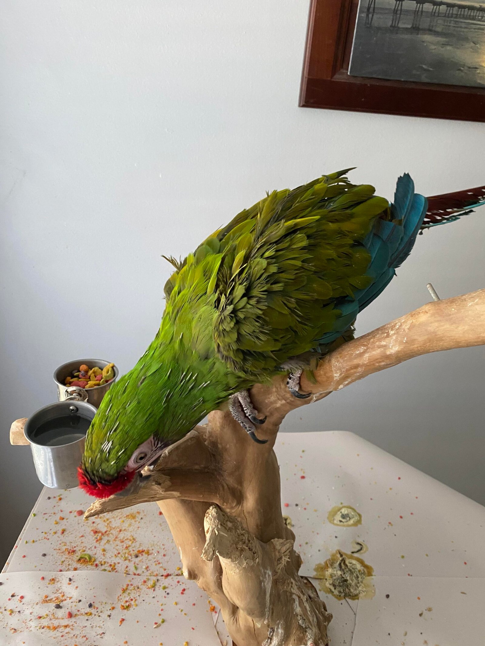 molting birds