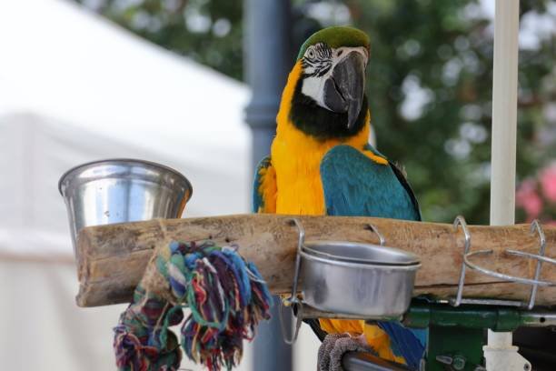 macaw for sale