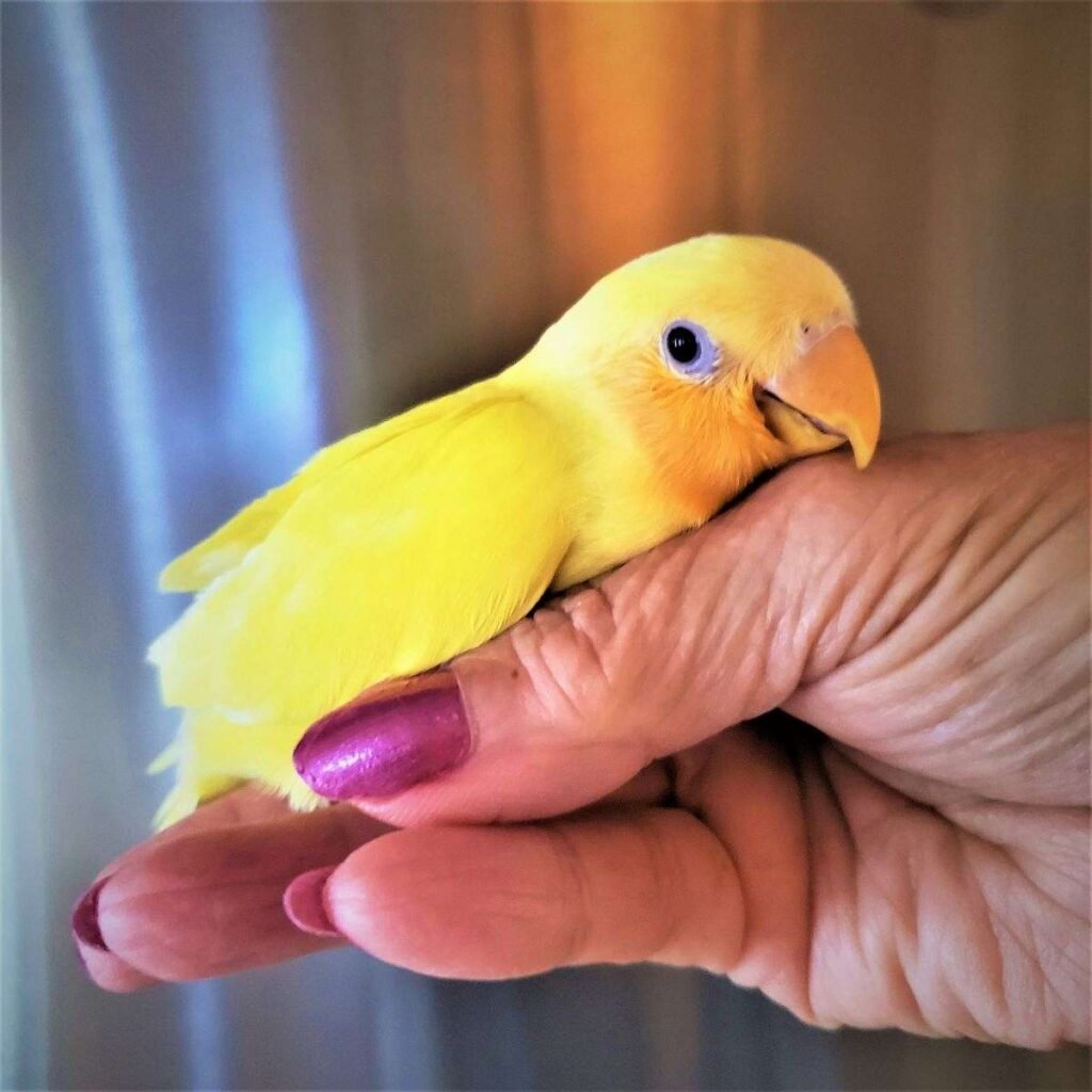 lovebirds for sale uk