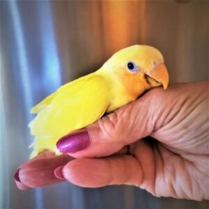 lovebirds for sale uk