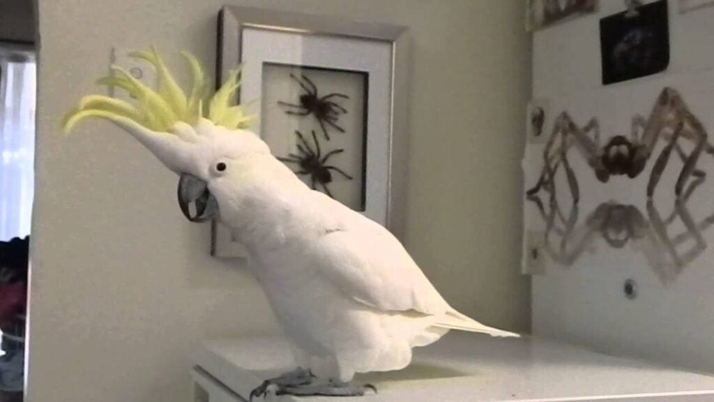 cockatoo as pets