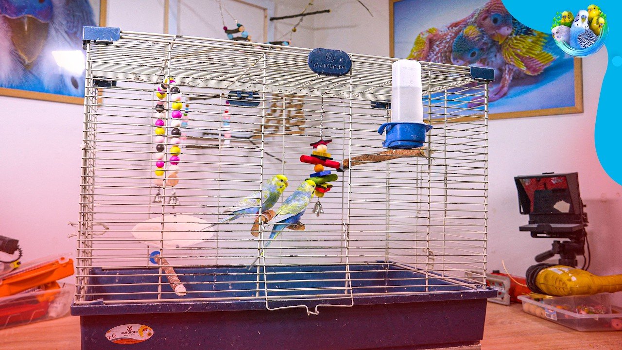 budgie cage