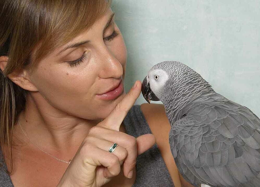 parrot body language