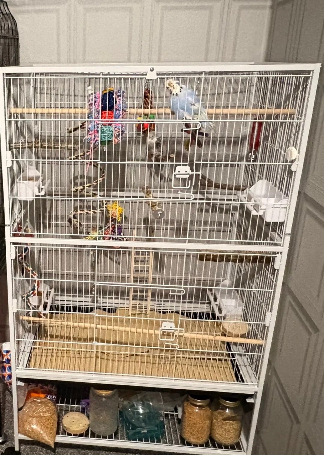 Baby Budgies for Sale