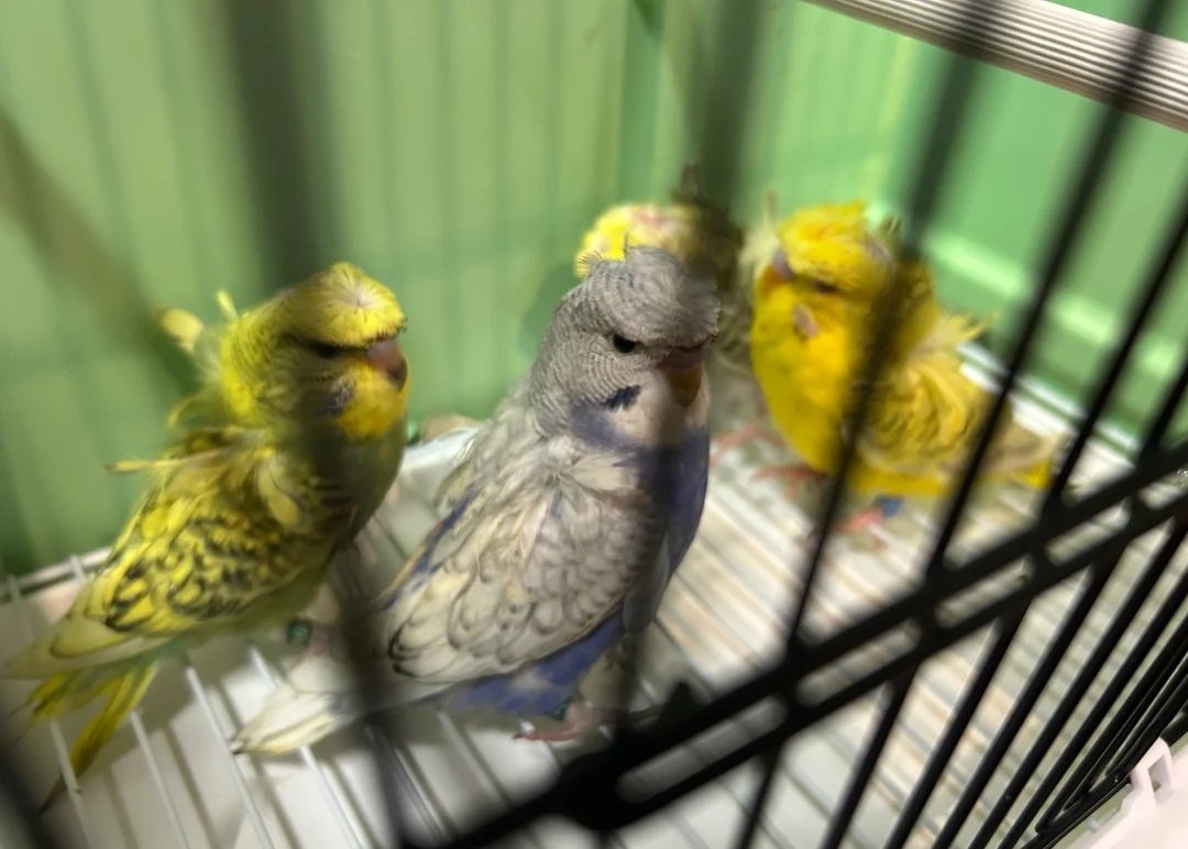 Helicopter Budgies - Image 6