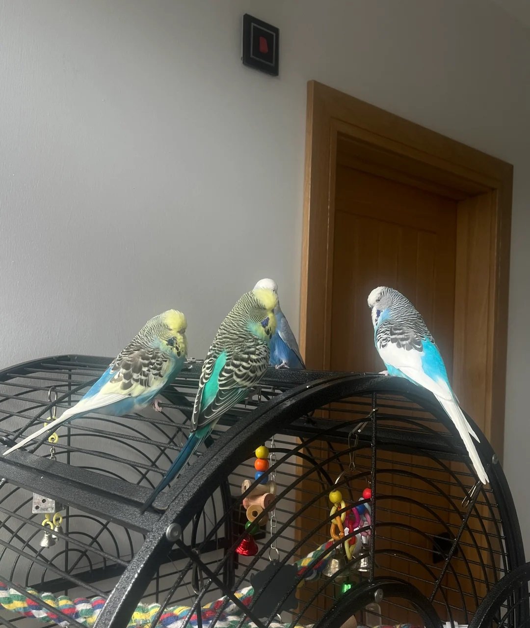 Budgies for Sale London