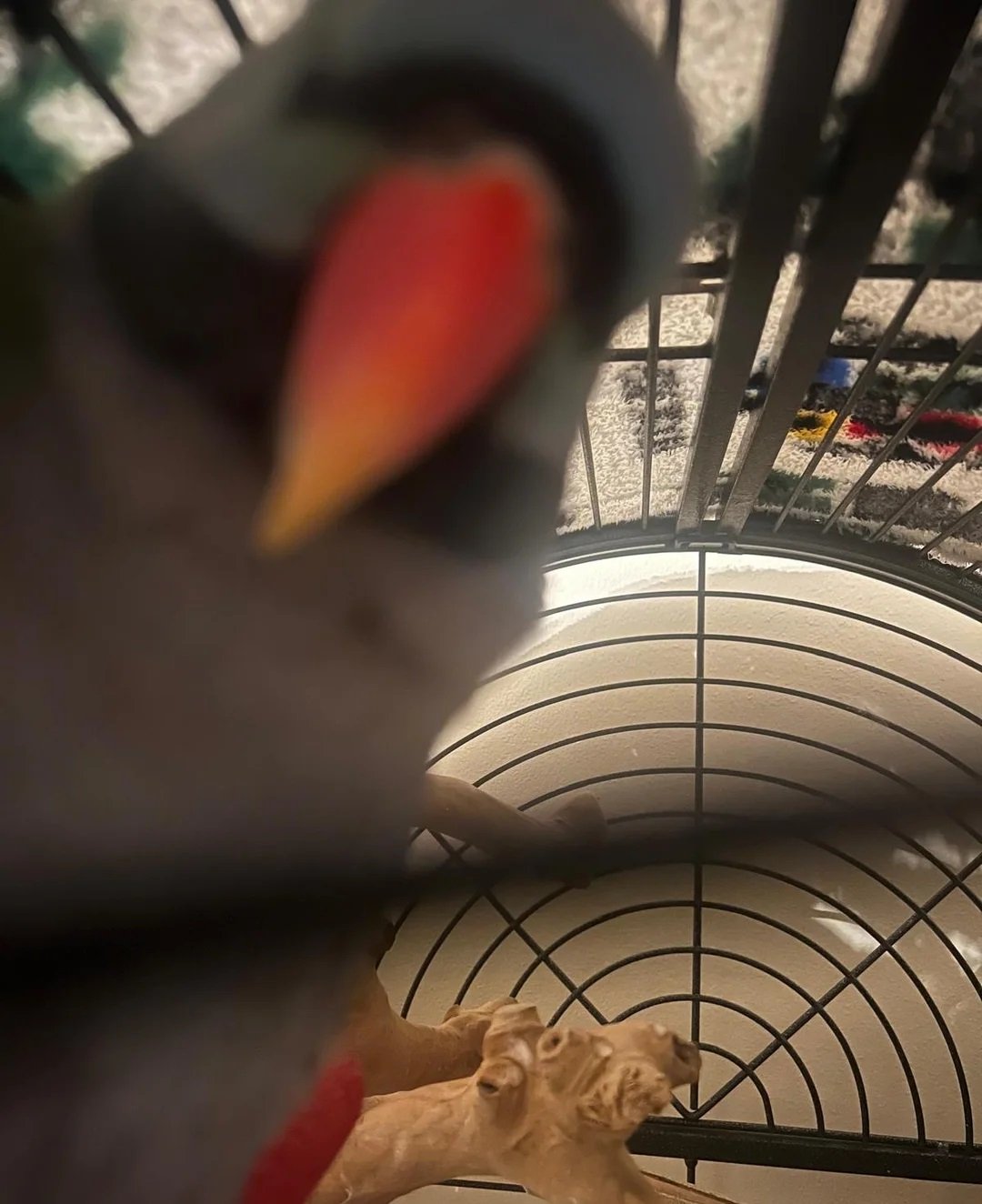 monk parakeet for sale