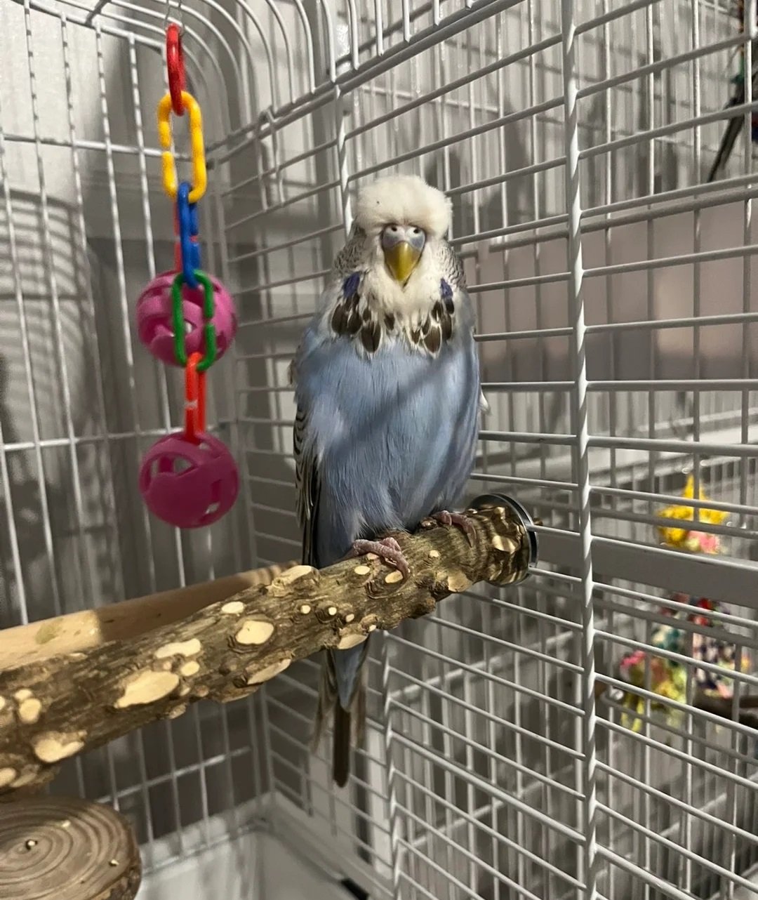 Baby Budgies for Sale