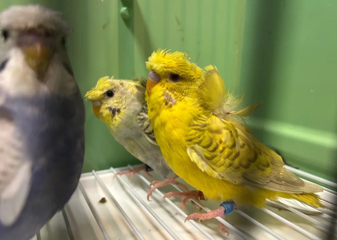 budgerigars for sale