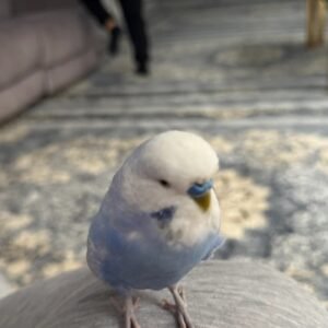 Budgies for Sale London