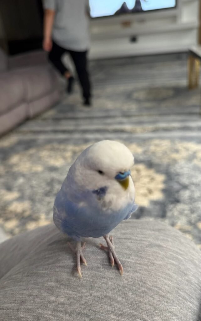 Budgies for Sale London