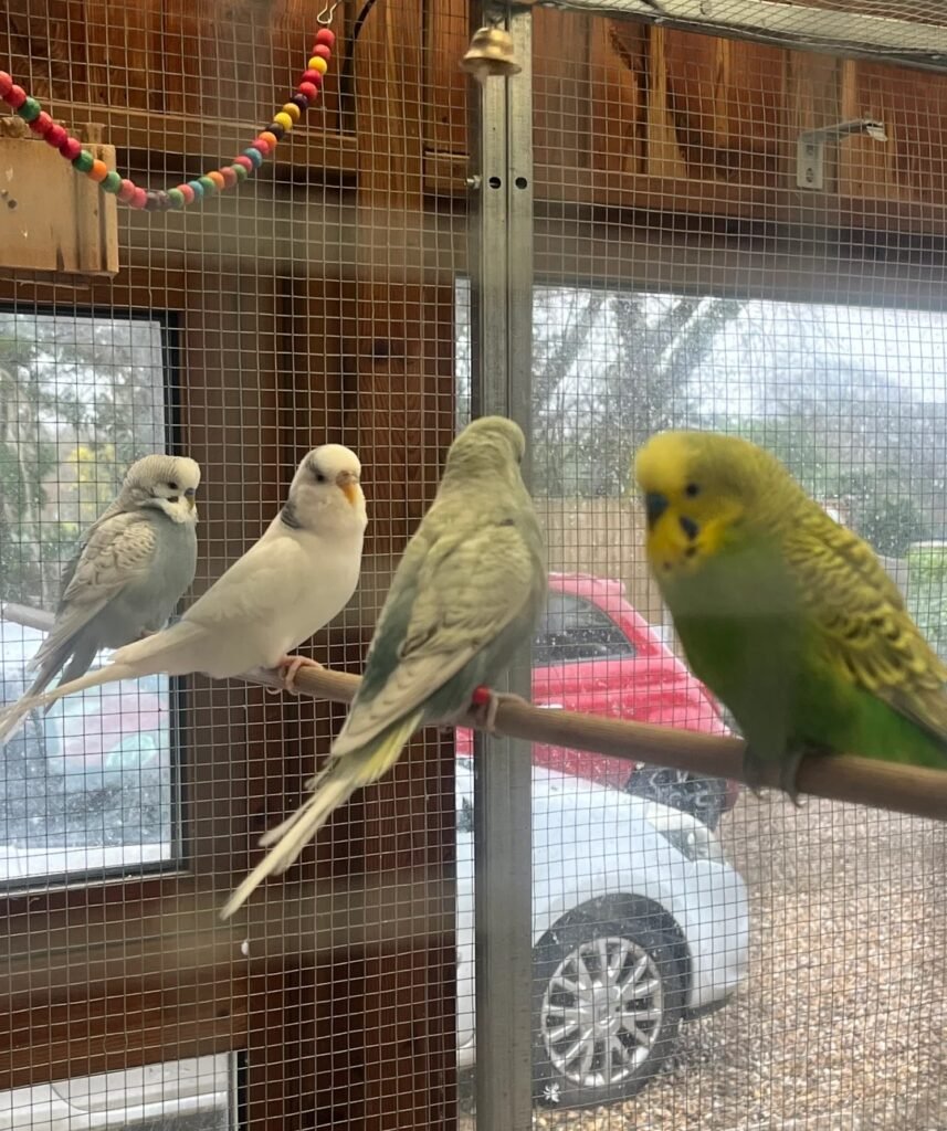 budgerigar for sale, budgerigar for sale