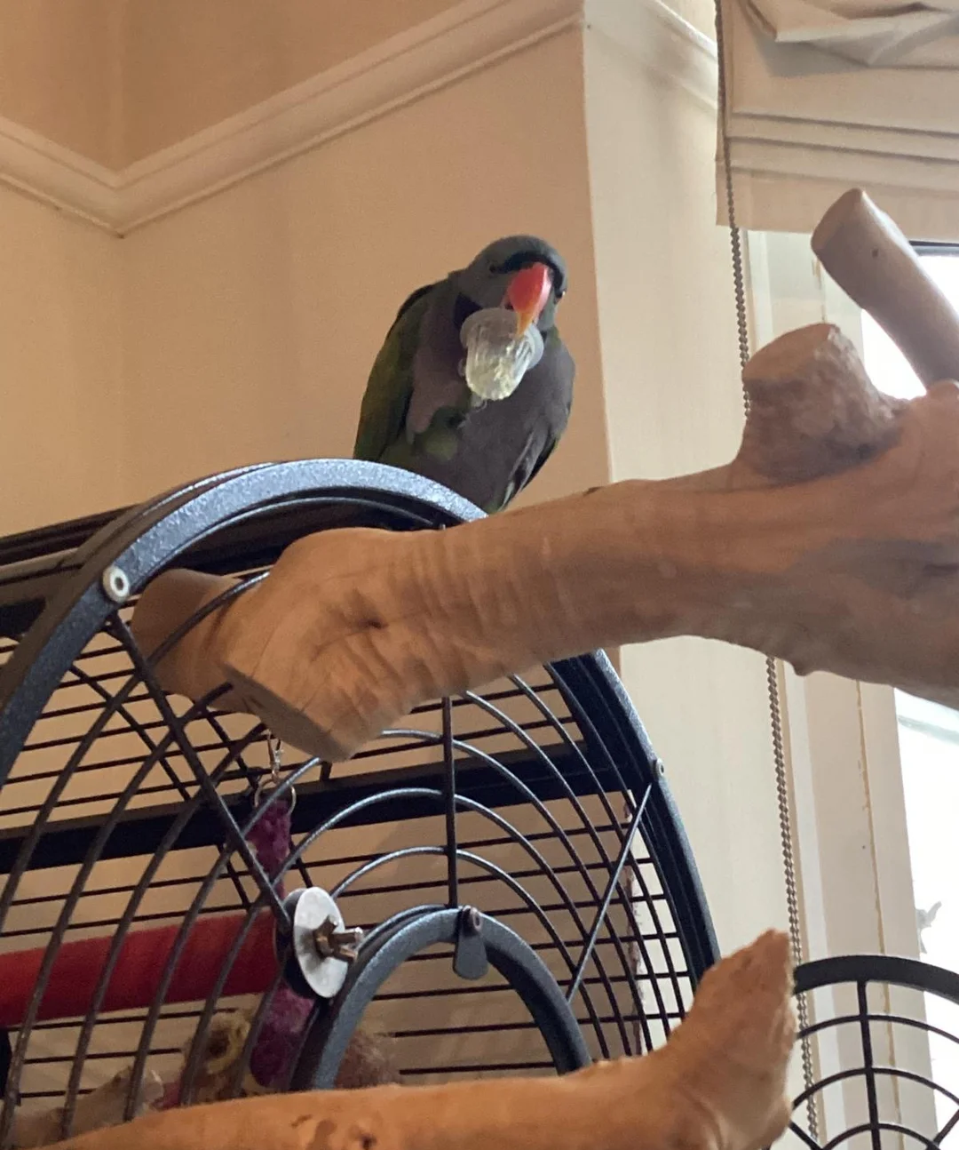 monk parakeet for sale