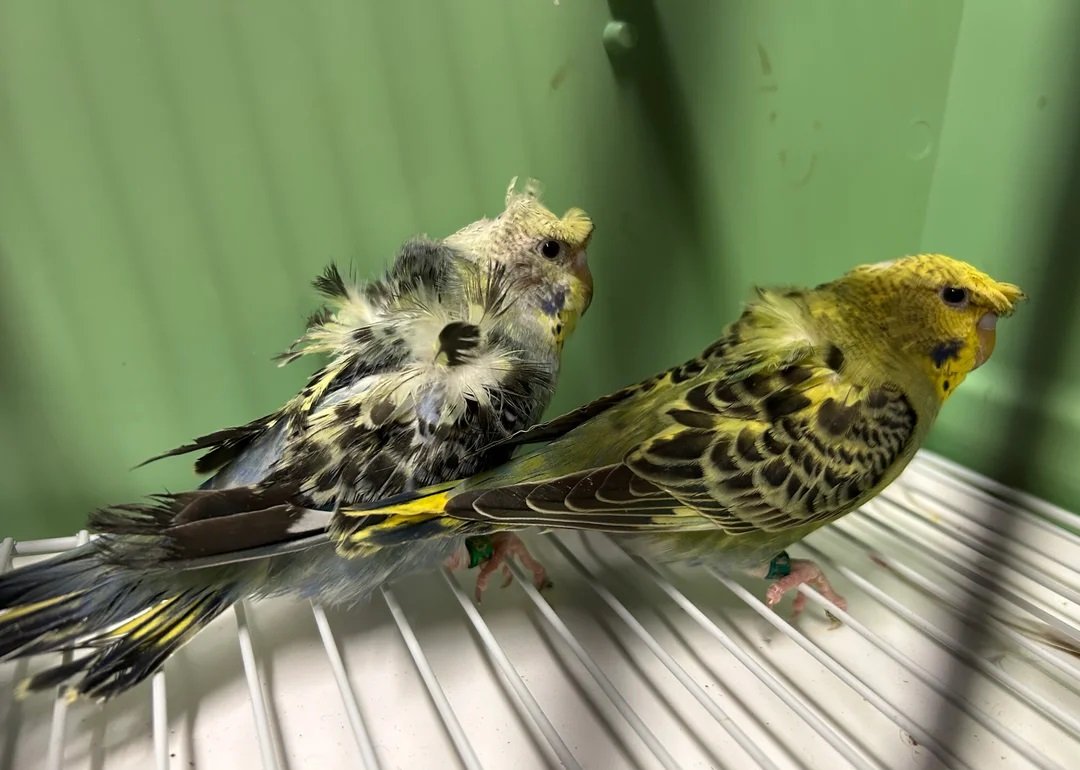 budgerigars for sale