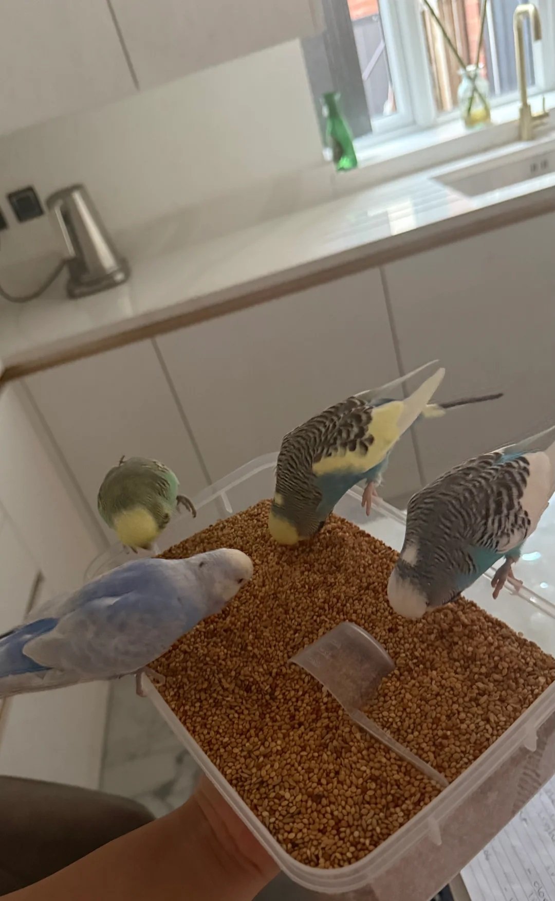 Budgies for Sale London