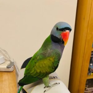 monk parakeet for sale