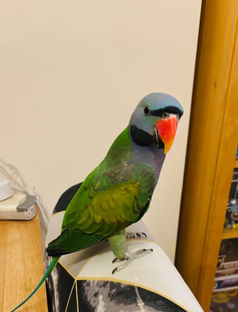 monk parakeet for sale