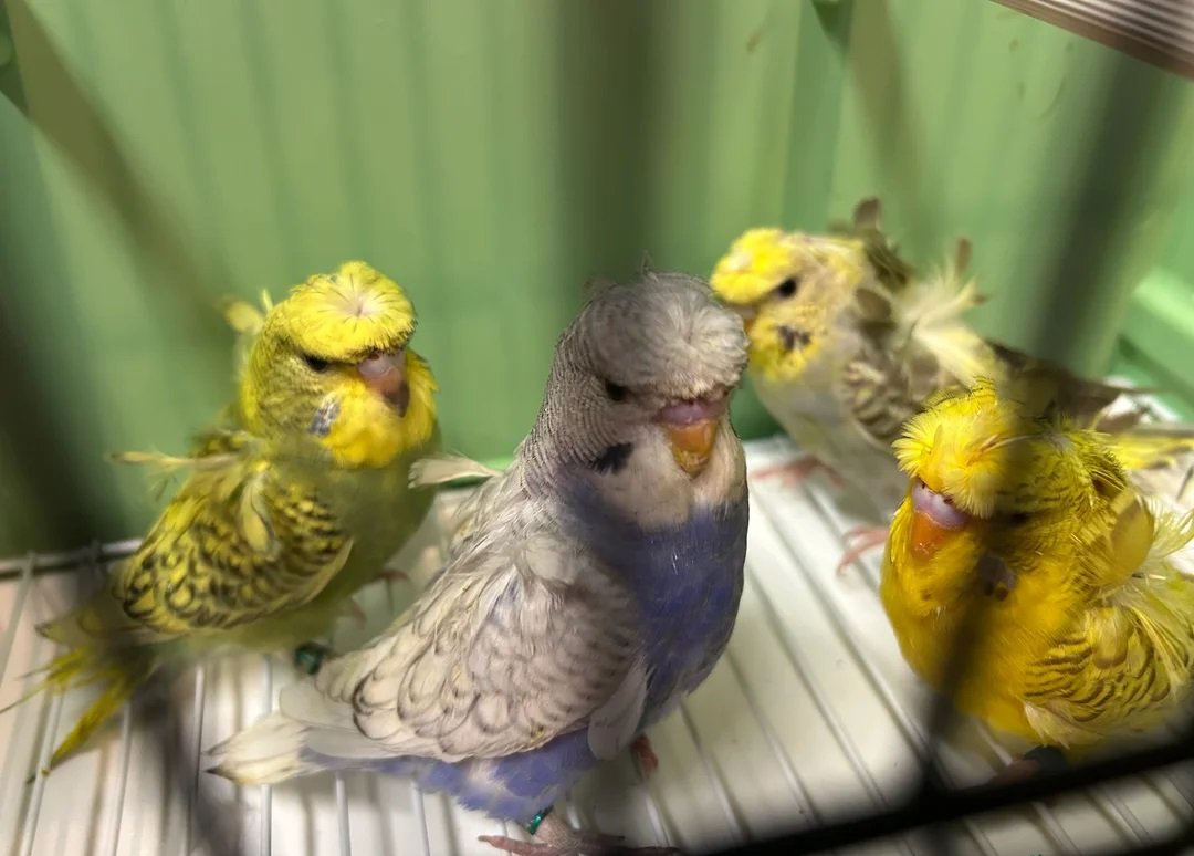 budgerigars for sale