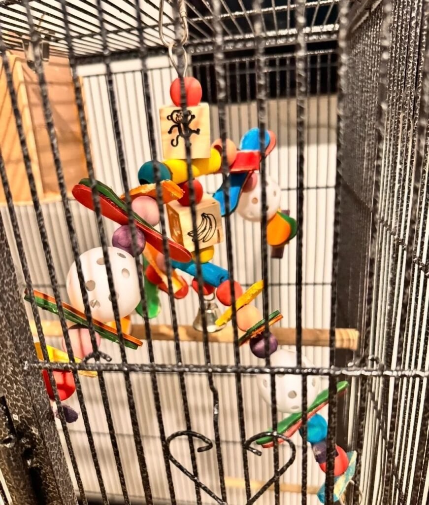 Exhibition Budgies for Sale