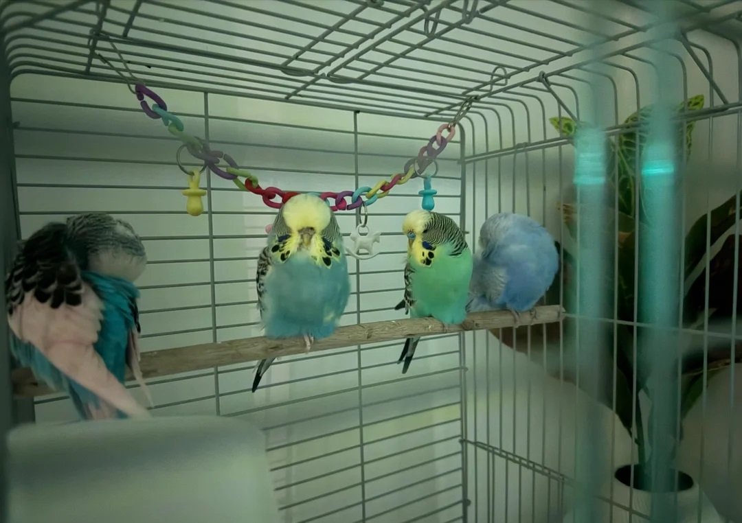 Budgies for Sale London