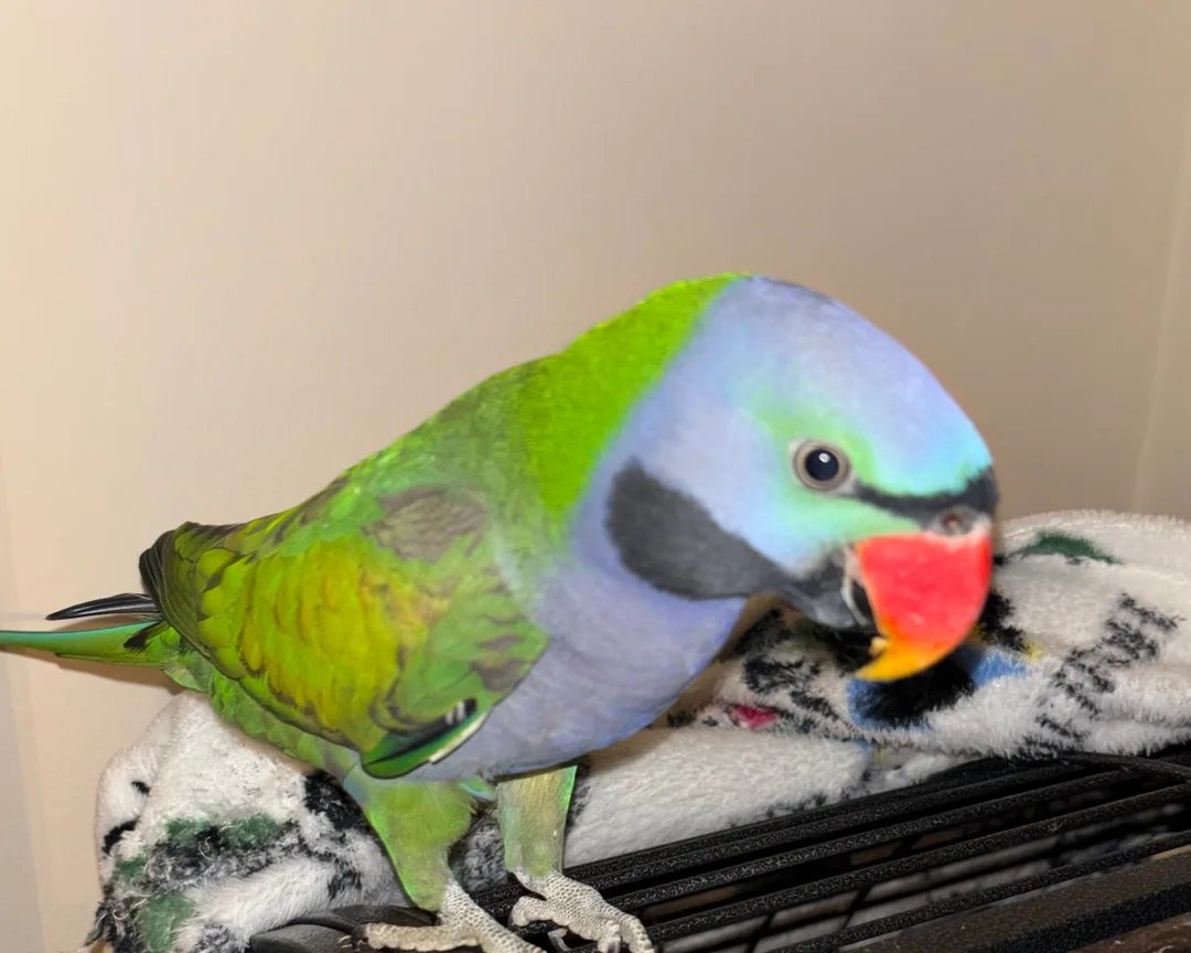 Derbyan parakeet - Image 4