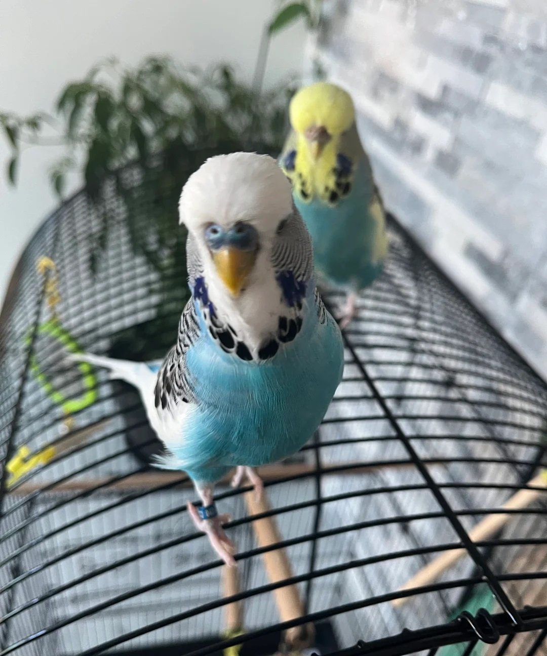 budgies for sale london