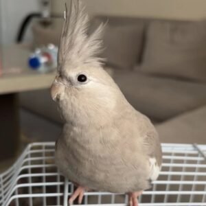 Cockatiels for Sale Near Me