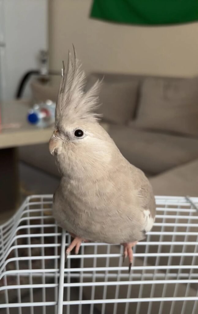 Cockatiels for Sale Near Me