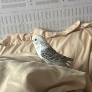 Baby Budgies for Sale
