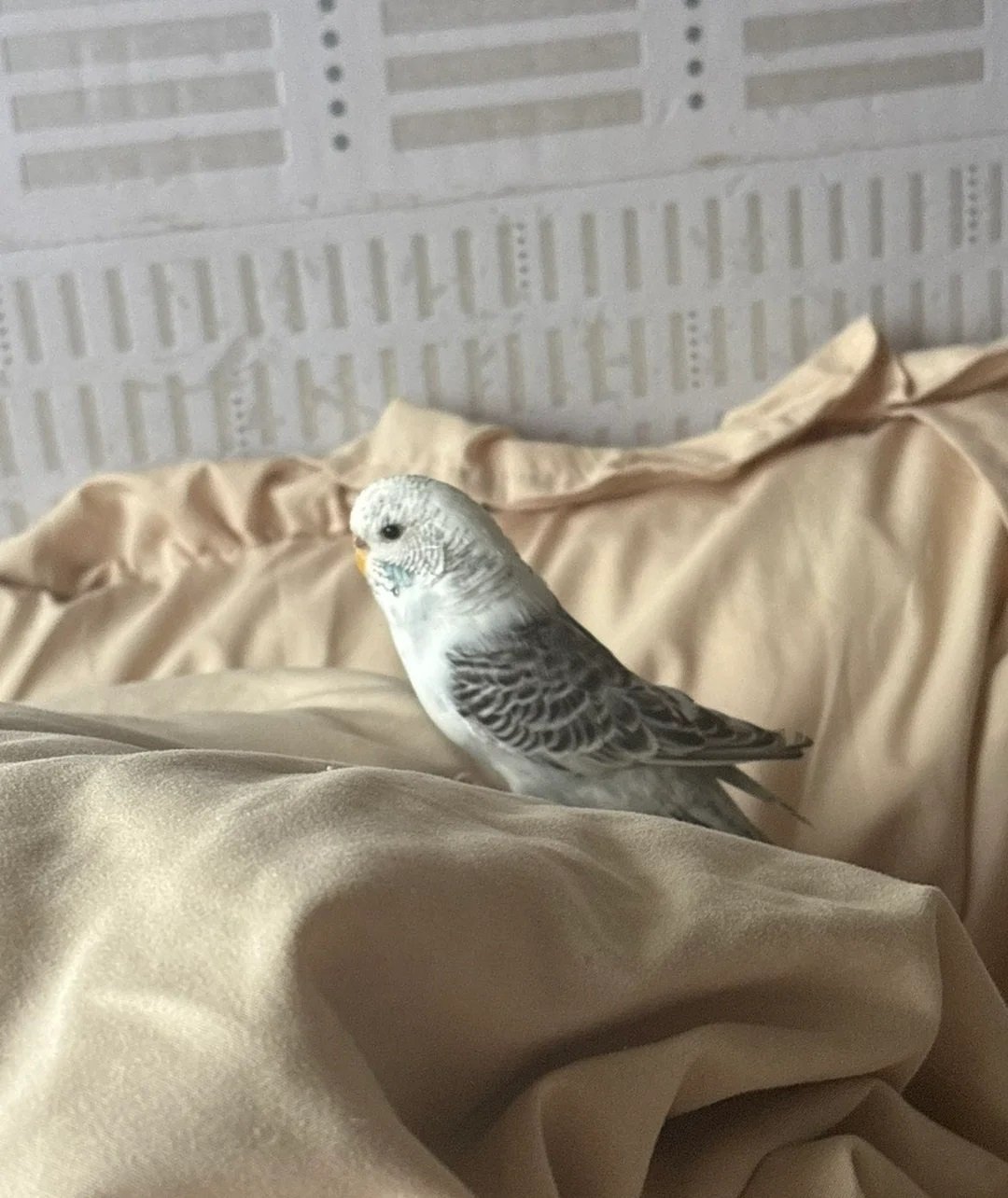 Baby Budgies for Sale
