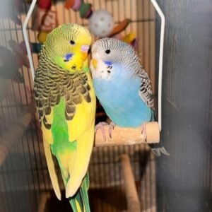 Exhibition Budgies for Sale