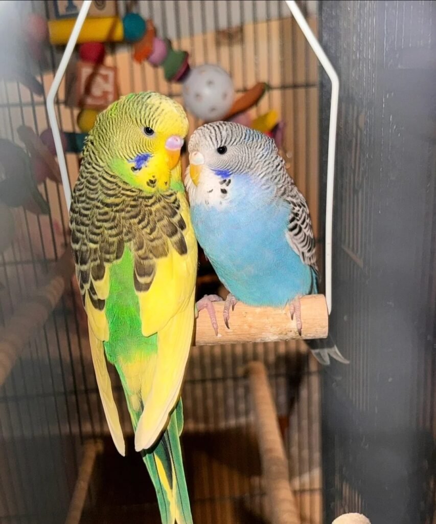 Exhibition Budgies for Sale