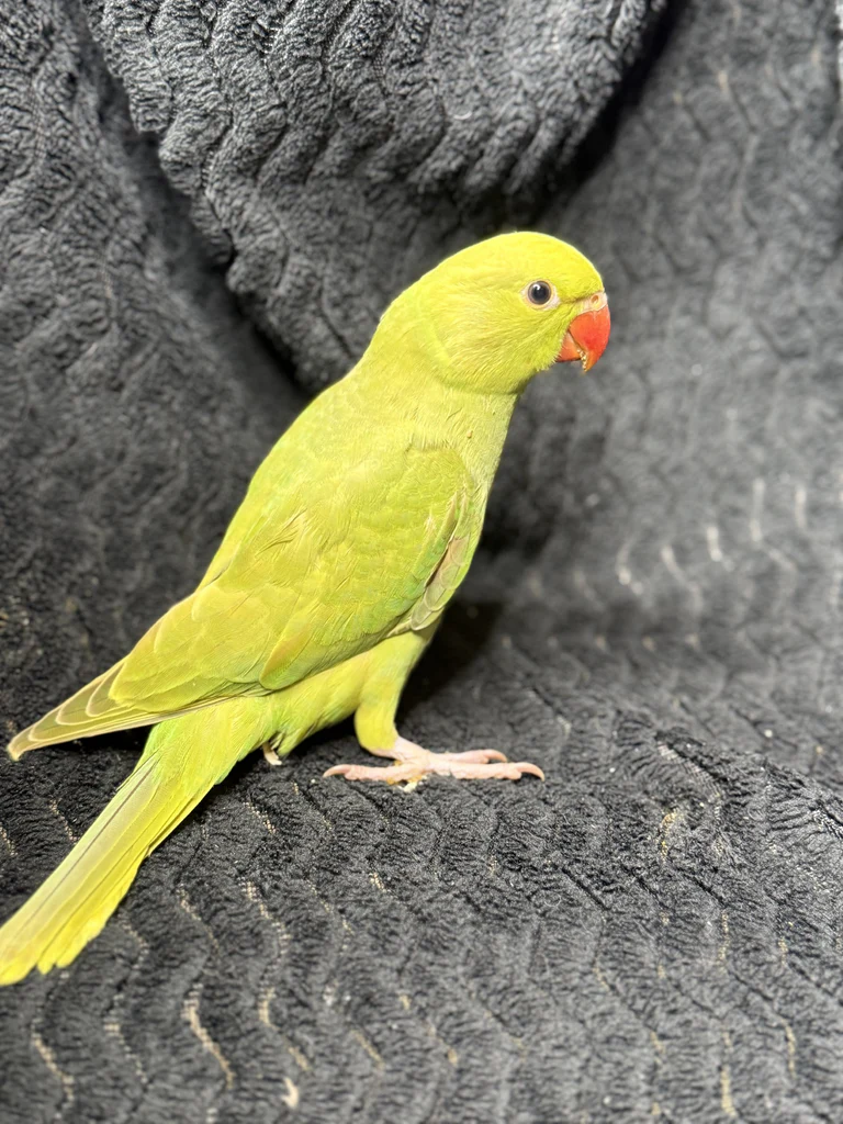 indian ringneck for sale