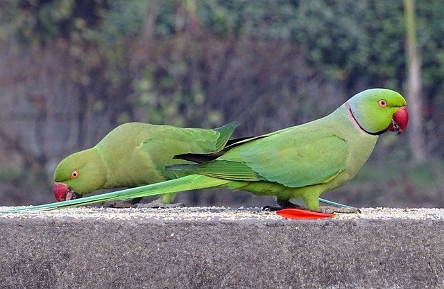 ringneck parrot
