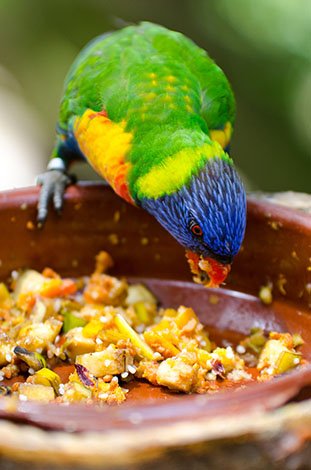 parrot food