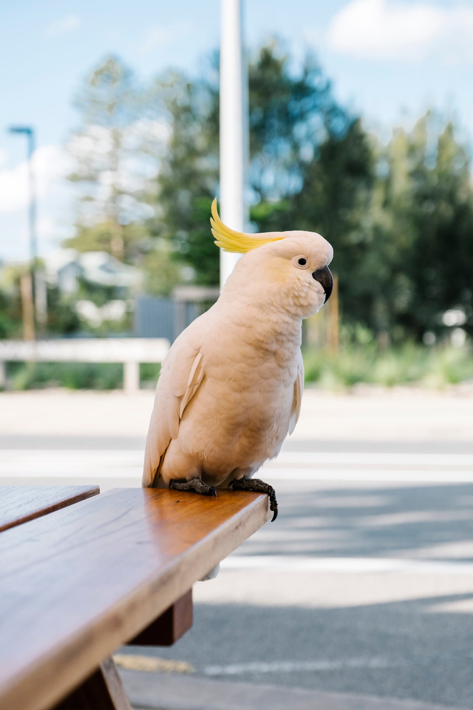 white cockatoo