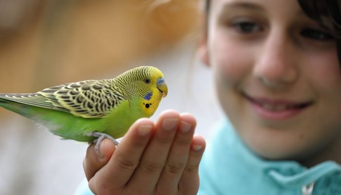 cute-girl-with-a-budgie-165581065-57ffdcf03df78cbc2893db7d cute-girl-with-a-budgie-165581065-57ffdcf03df78cbc2893db7d